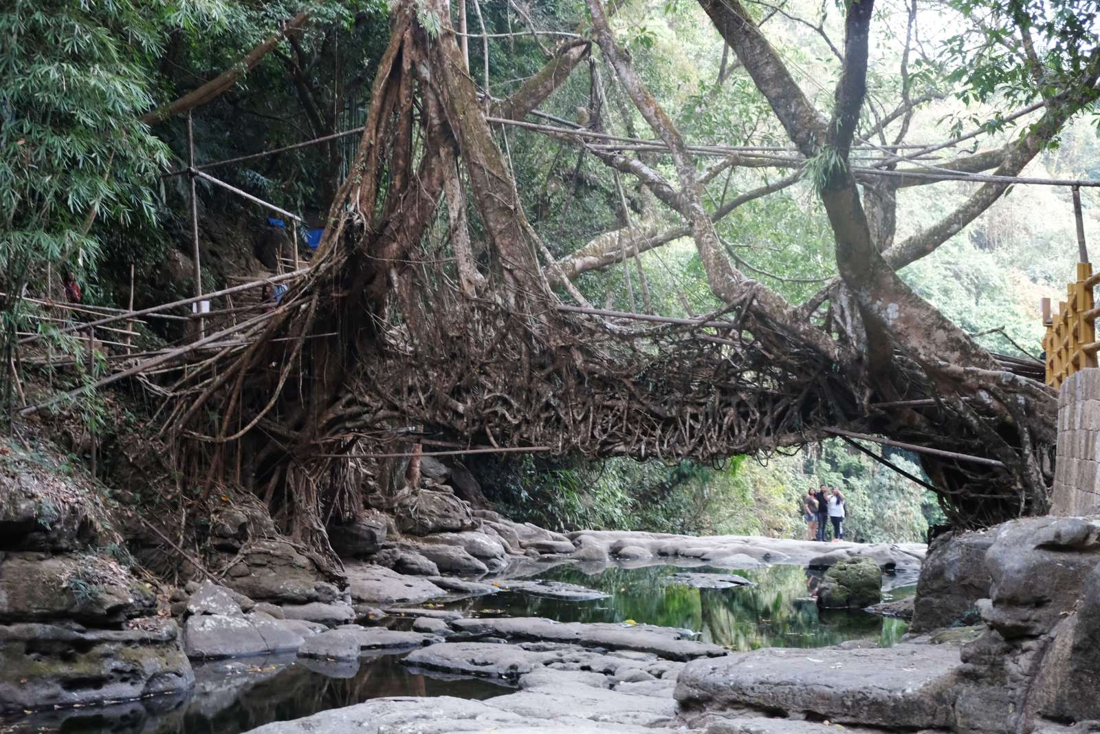 Lebende Brücke der Khasi