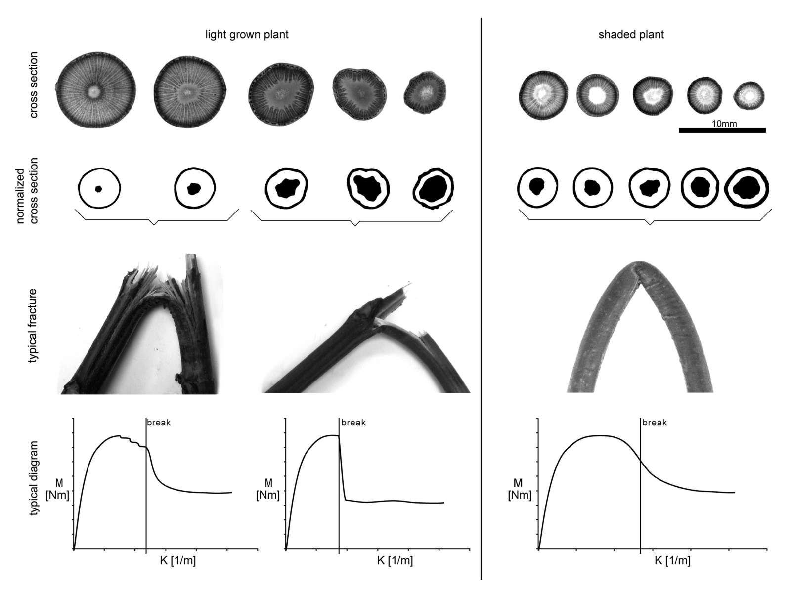 Anatomical and biomechanical study