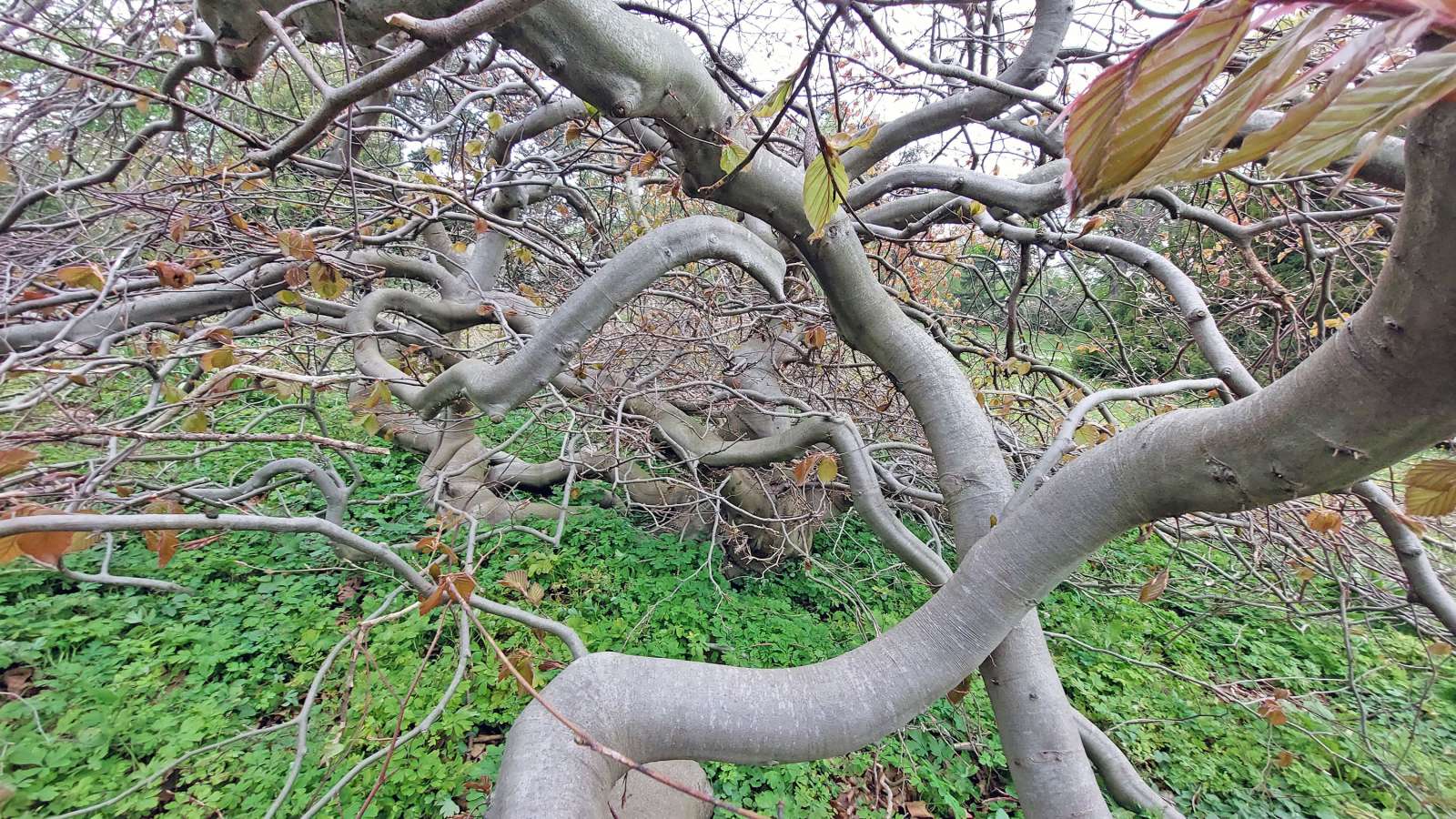 Red leafed beech