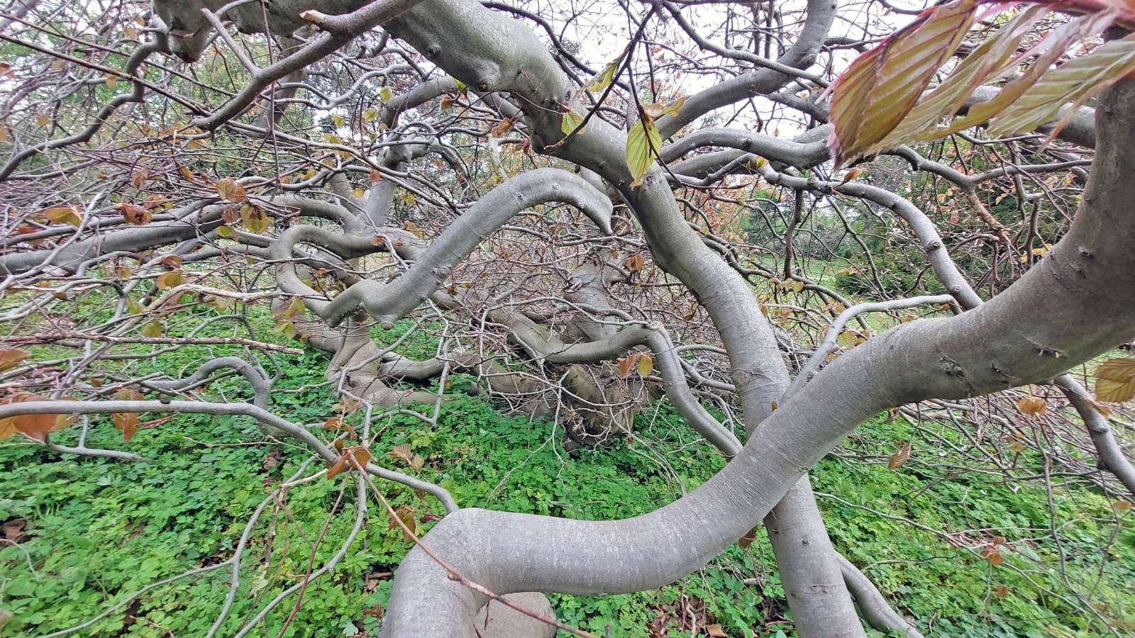 Rotblättrige Süntelbuche (Bestand)