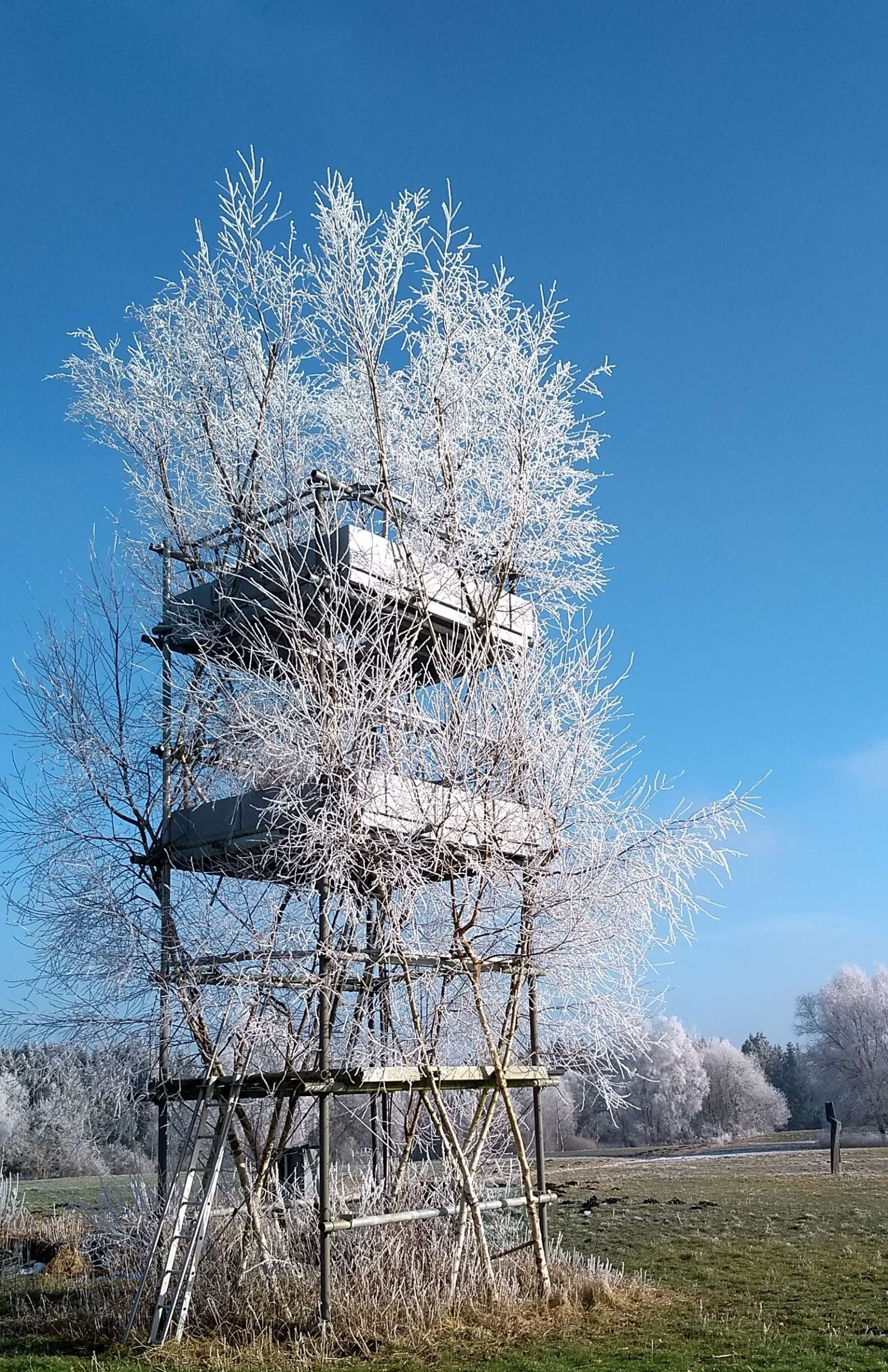 Baubotanischer Turm, Winter 2021, nach Neupflanzung 2017 (Foto: Sarah Isabelle Dekoj)