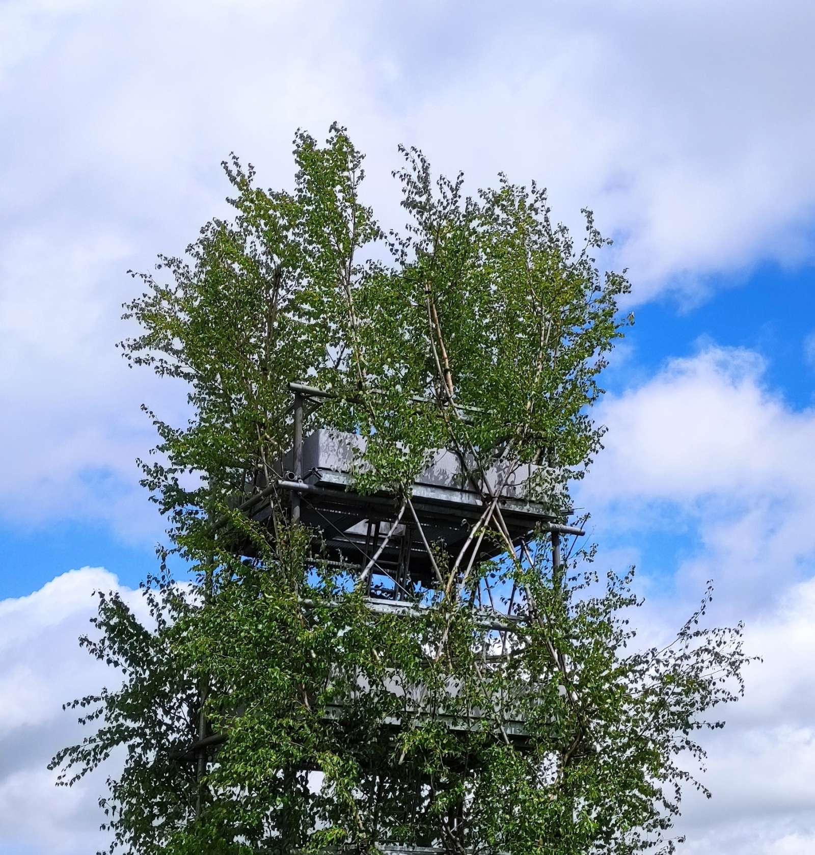 Baubotanischer Turm, Sommer 2021, nach Neupflanzung 2017