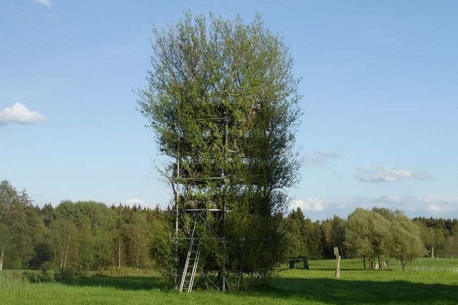 Baubotanischer Turm